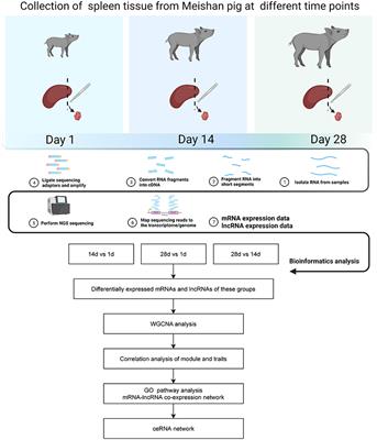 Integrated analysis of lncRNA-mediated ceRNA network involved in immune regulation in the spleen of Meishan piglets